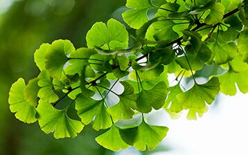 Ginkgo Biloba heals the male body, improves blood flow to the pelvic organs. 