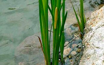 The root is a calamus swamp used to increase male potency