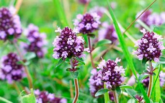 Thyme is potentially beneficial, but has contraindications for use