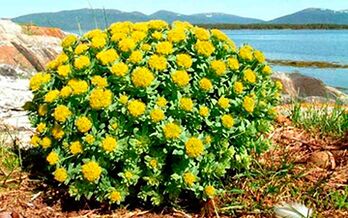 To prepare rhodiola rosea, decoctions and tinctures that increase potency